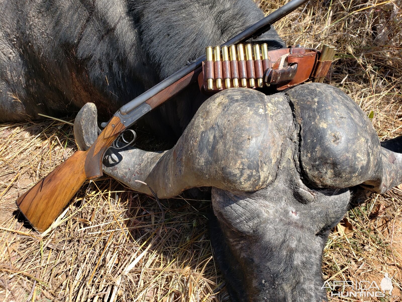 Cape Buffalo Hunt in Tanzania