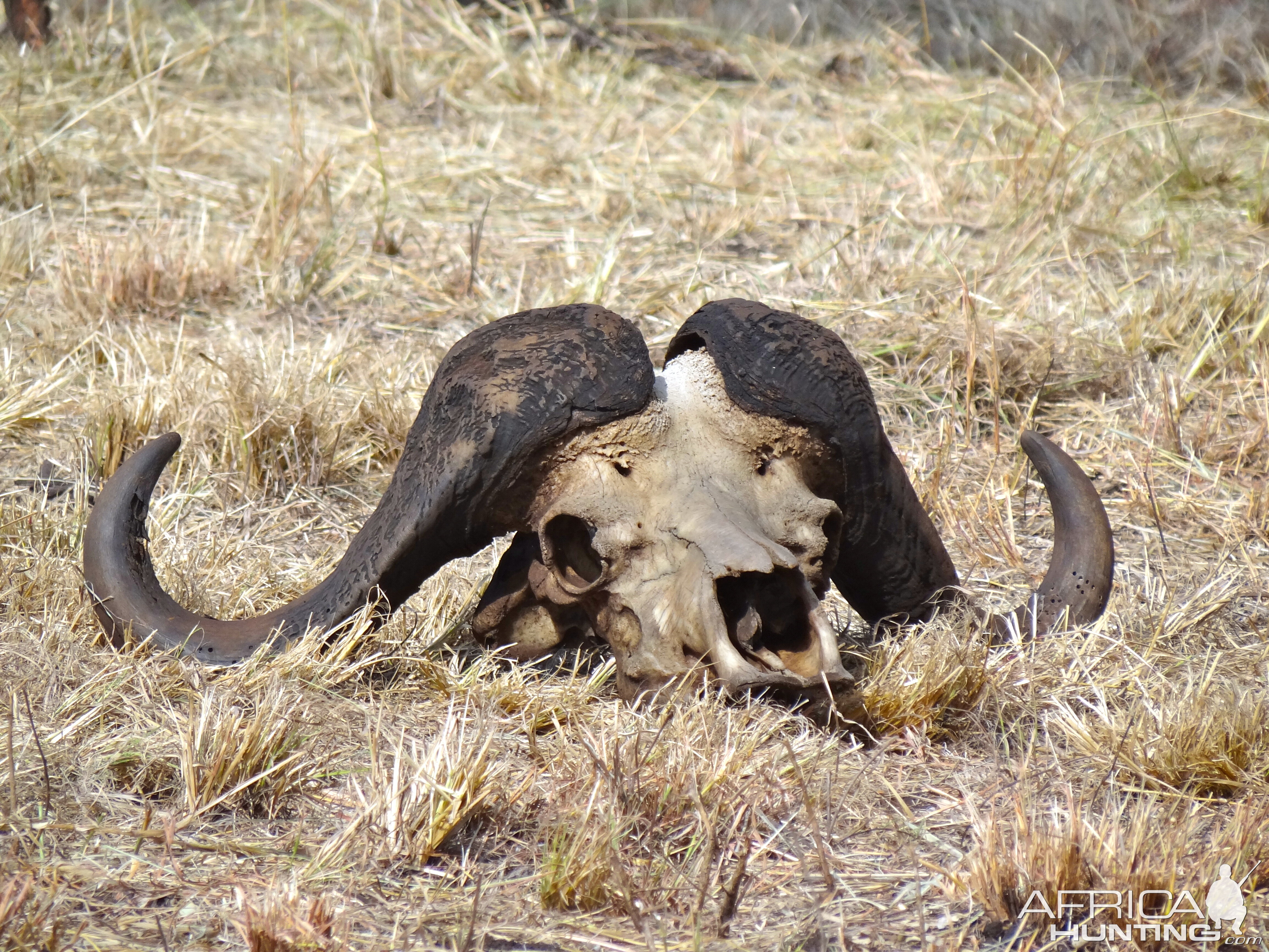 Cape Buffalo Hunt Mpumalanga South Africa