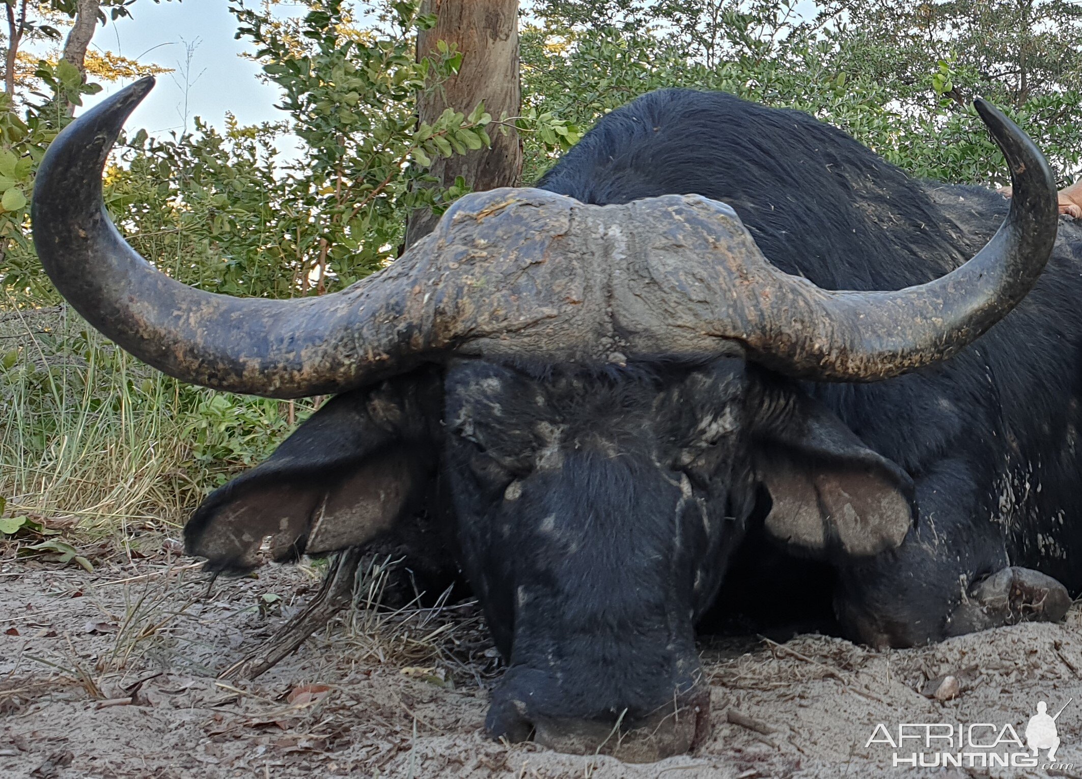 Cape Buffalo Hunt Namibia | AfricaHunting.com