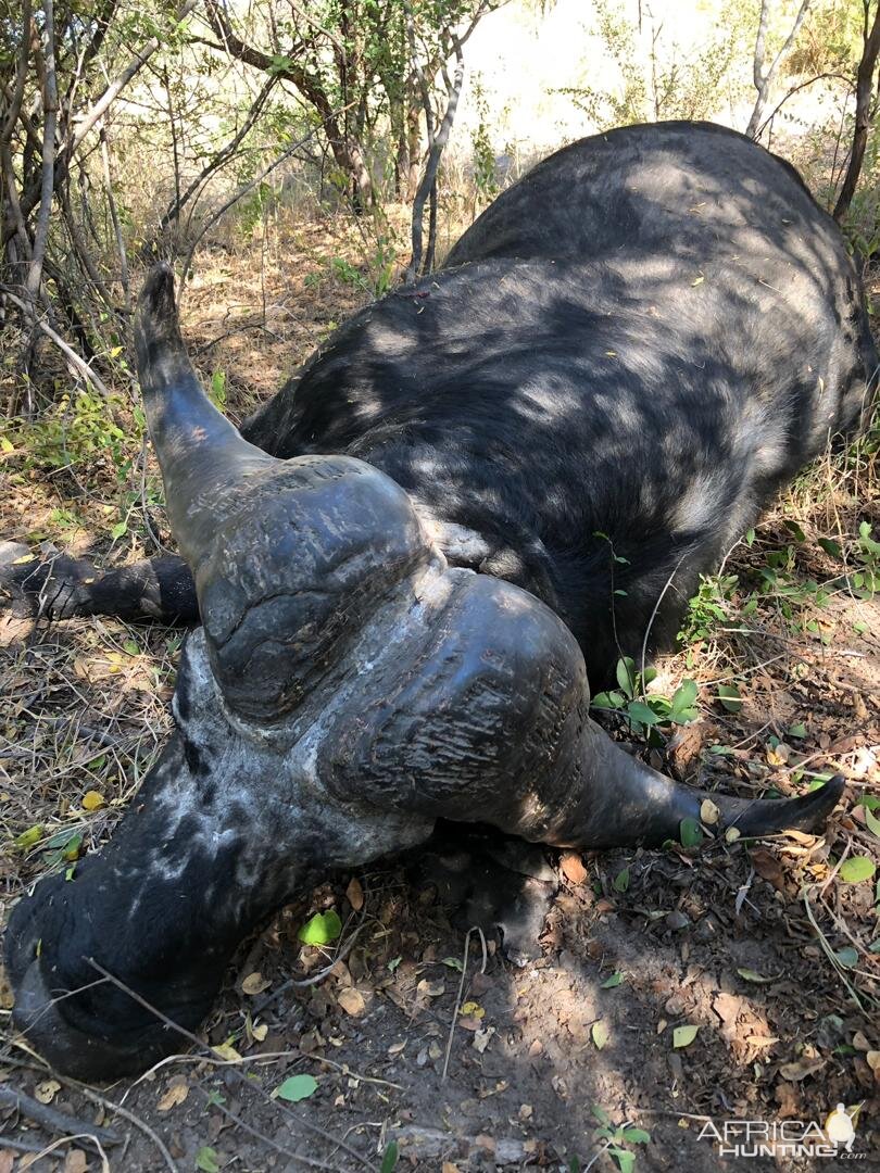 Cape Buffalo Hunt Namibia