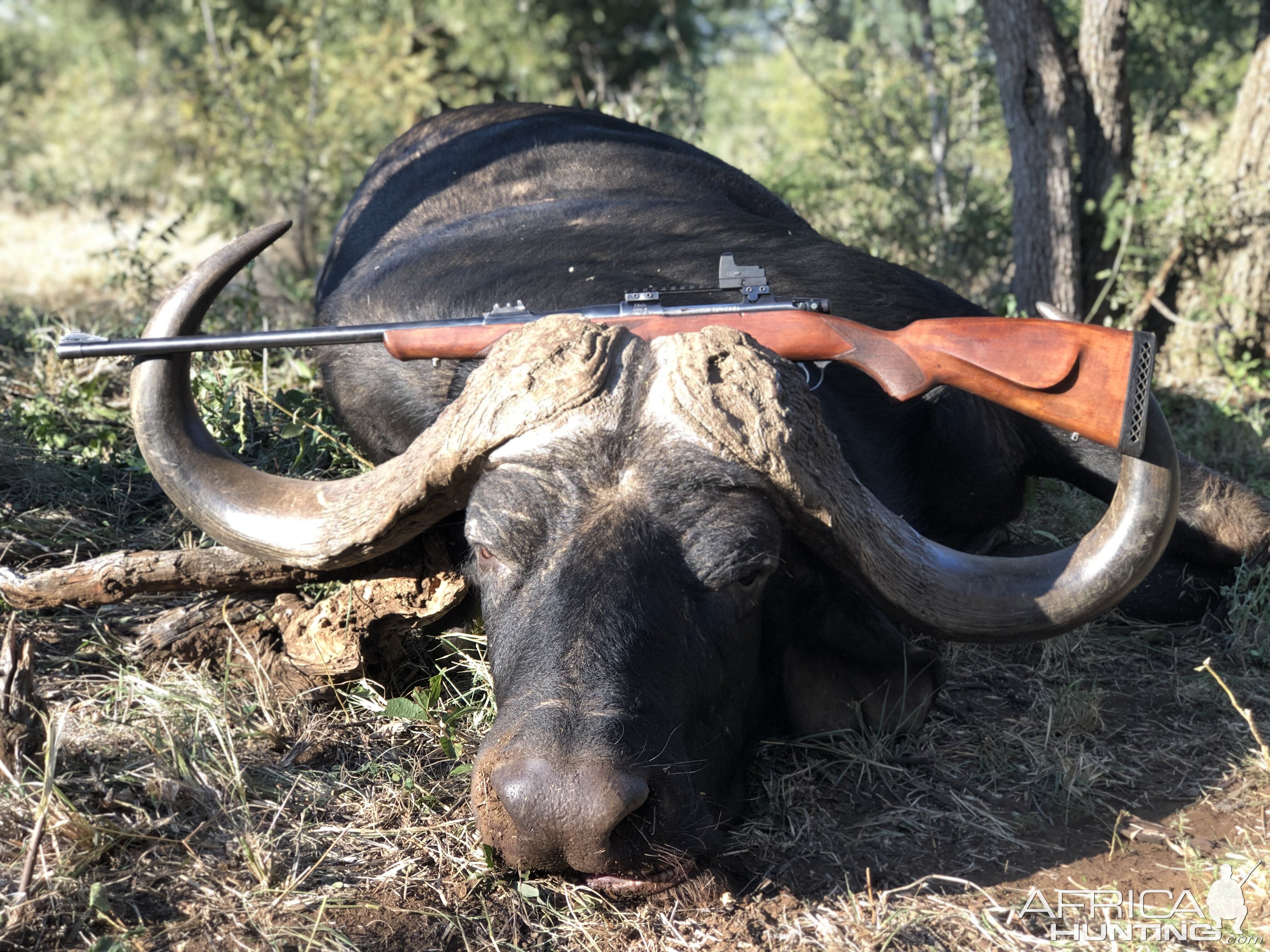 Cape Buffalo Hunt outh Africa | AfricaHunting.com