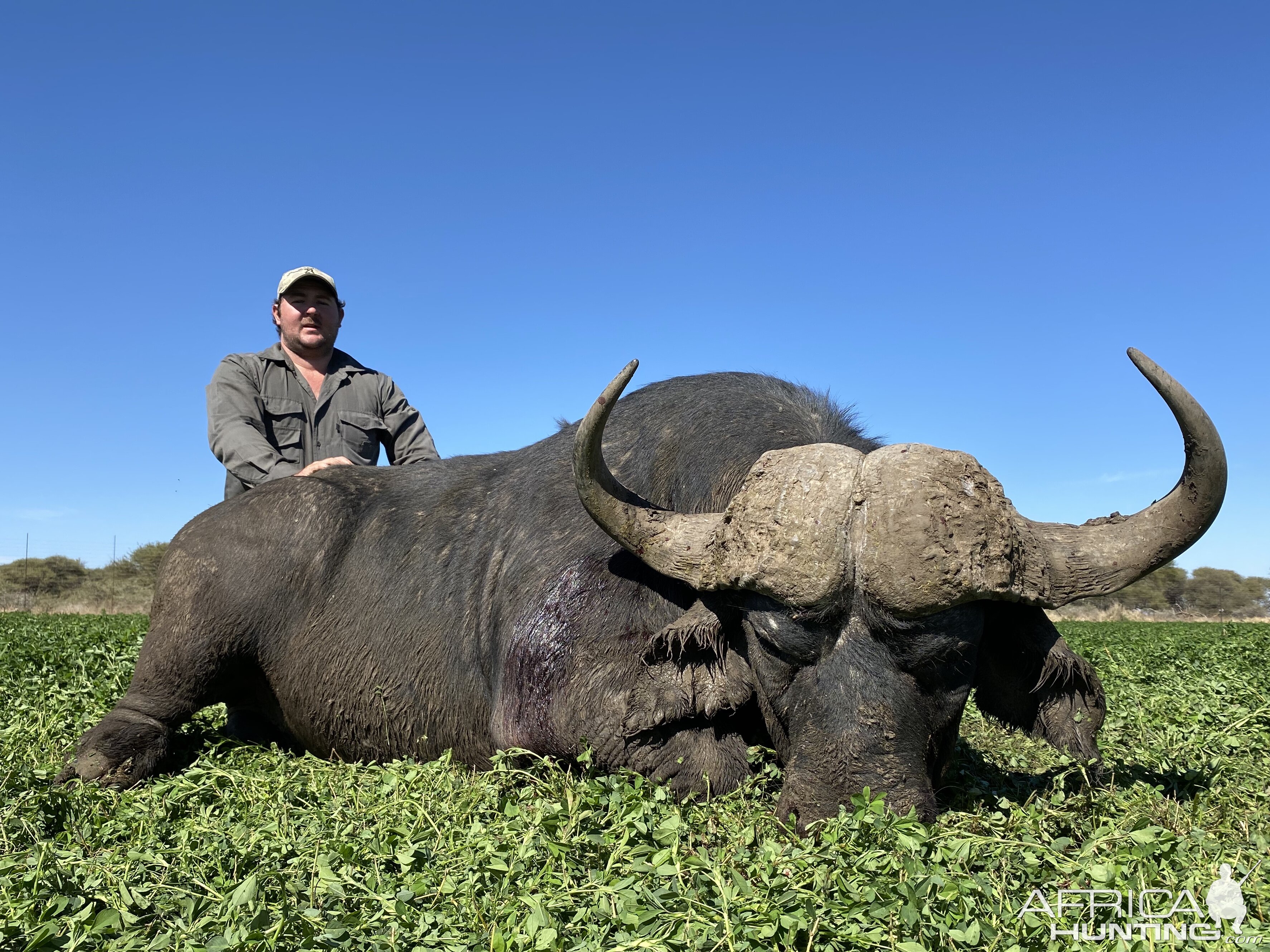 Cape Buffalo Hunt South Africa