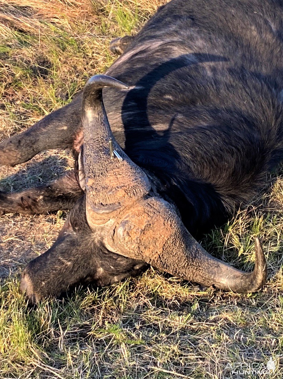 Cape Buffalo Hunt South Africa | AfricaHunting.com