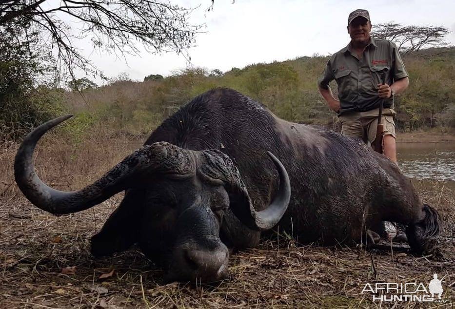 Cape Buffalo Hunt South Africa