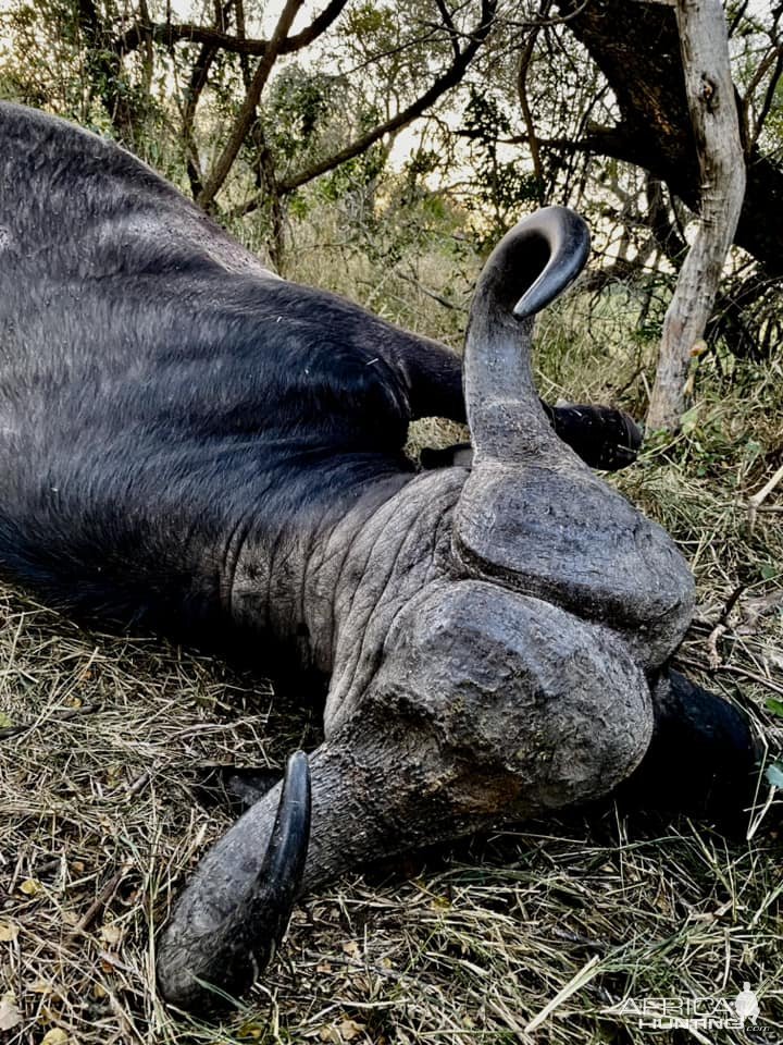 Cape Buffalo Hunt South Africa | AfricaHunting.com