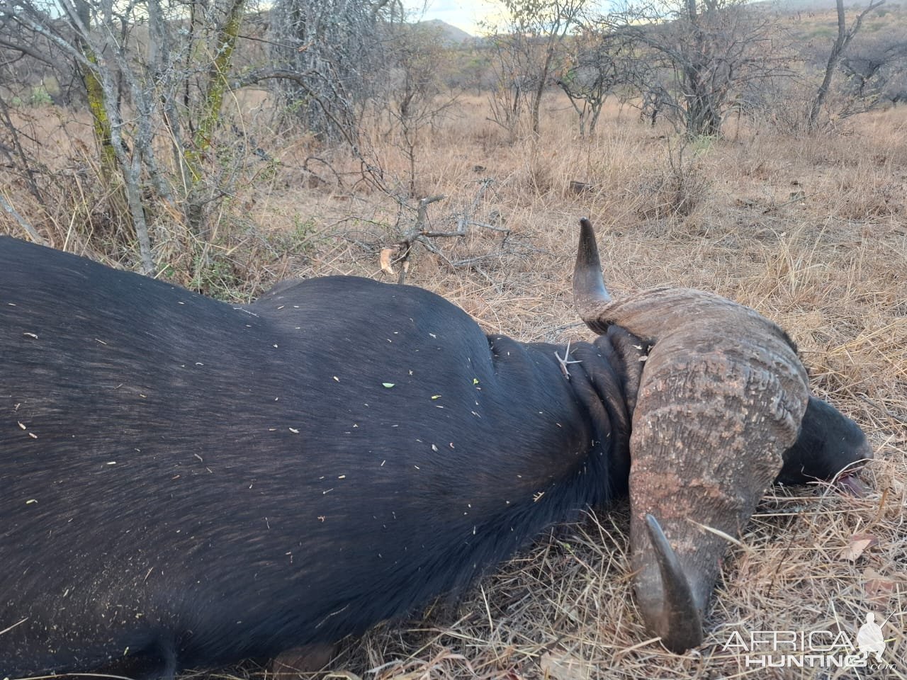 Cape Buffalo Hunt South Africa