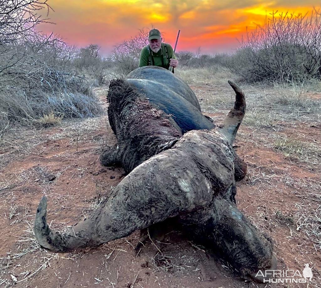 Cape Buffalo Hunt South Africa