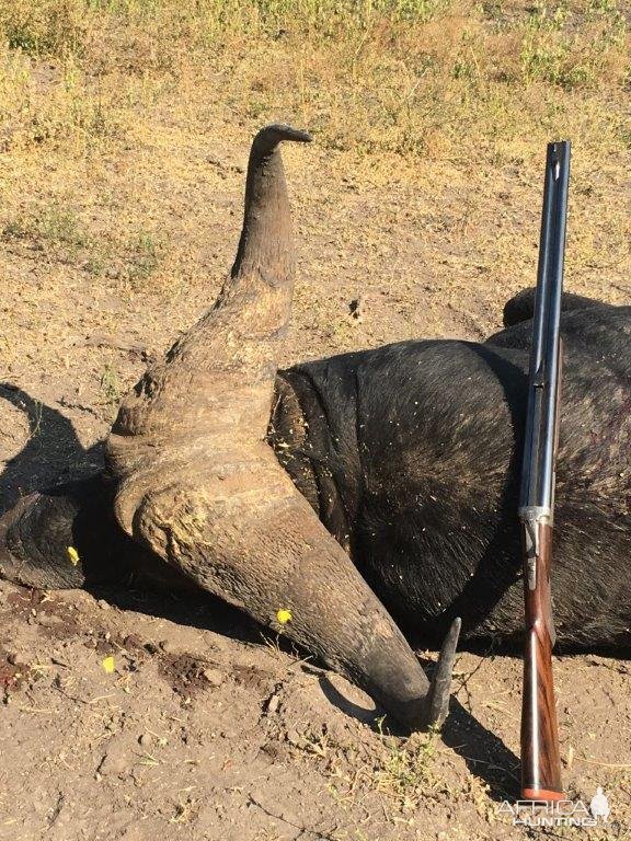 Cape Buffalo Hunt South Africa