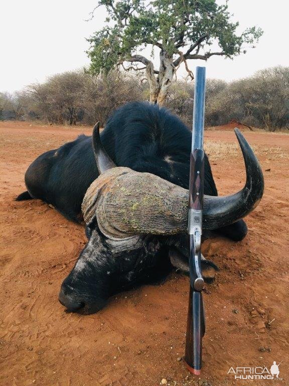 Cape Buffalo Hunt South Africa