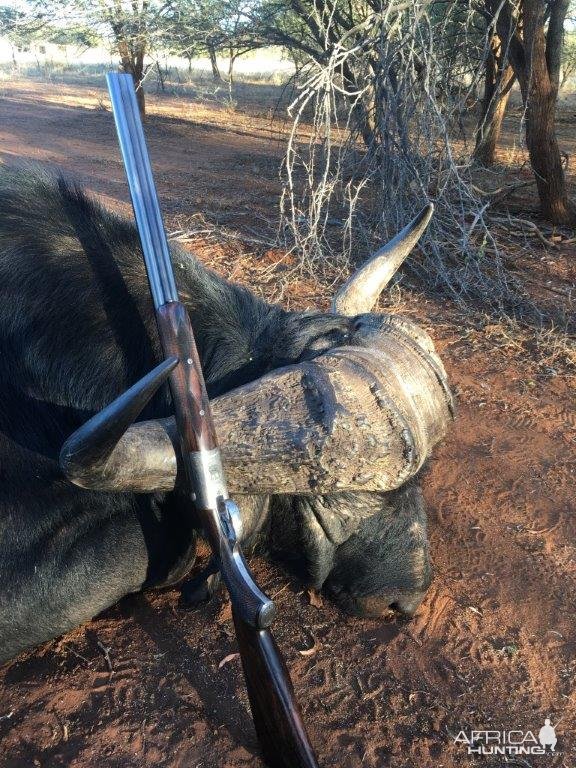 Cape Buffalo Hunt South Africa