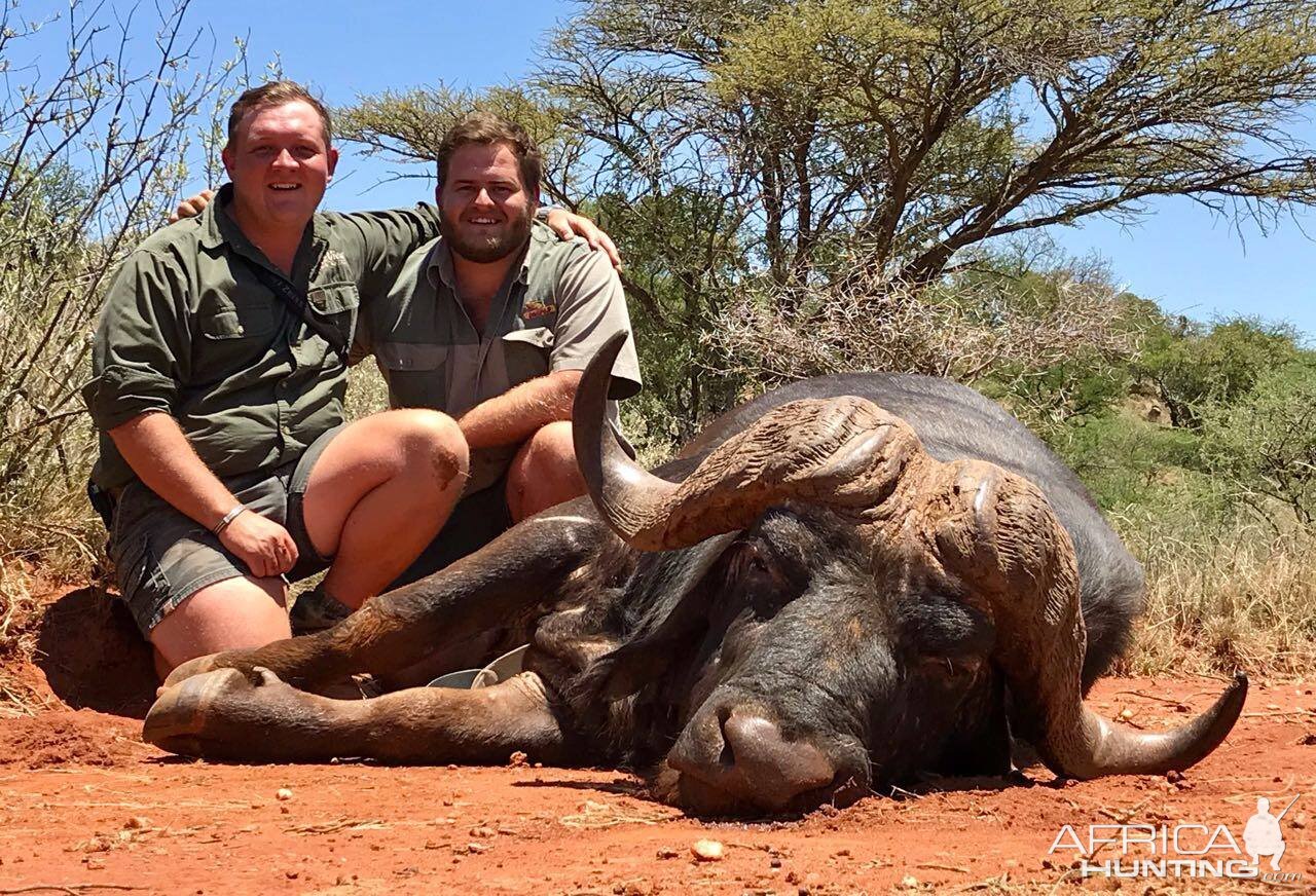 Cape Buffalo Hunt South Africa