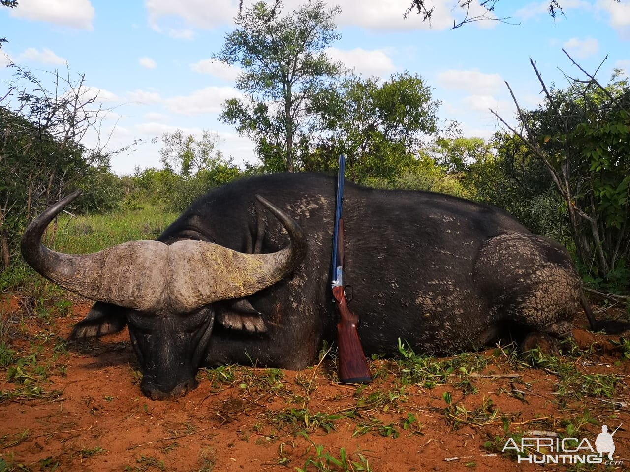 Cape Buffalo Hunt South Africa | AfricaHunting.com