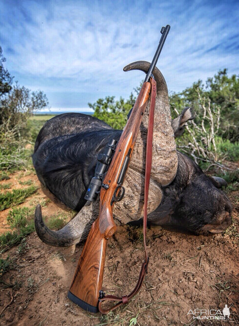 Cape Buffalo Hunt South Africa | AfricaHunting.com