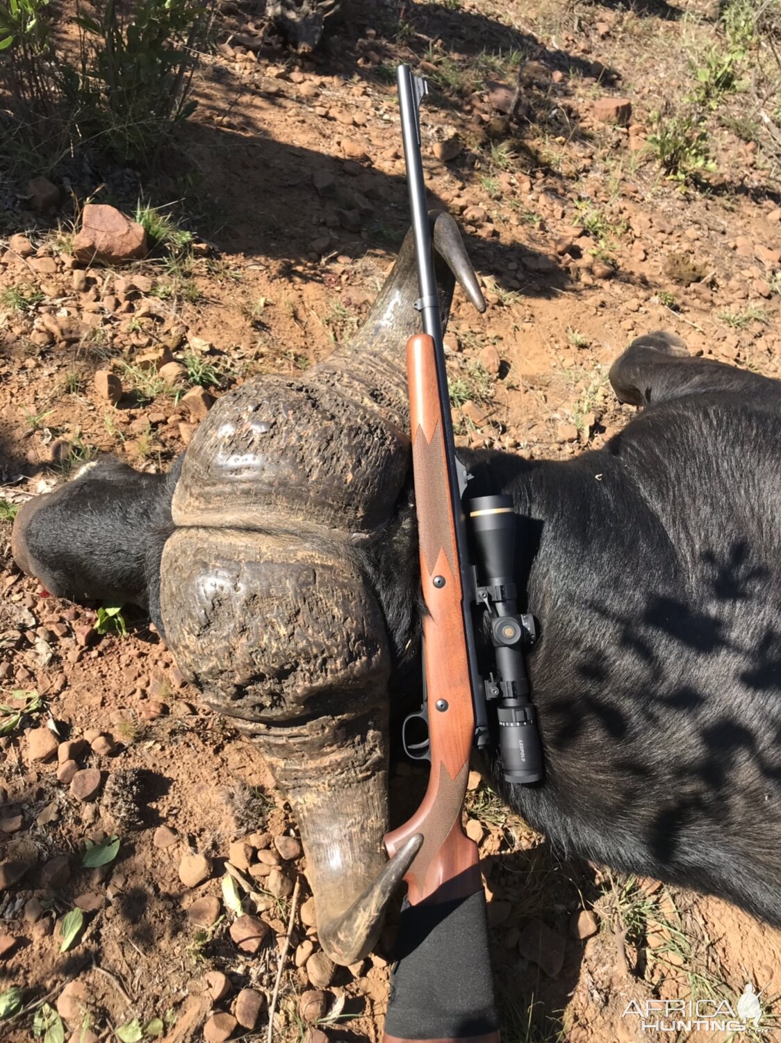 Cape Buffalo Hunt South Africa | AfricaHunting.com