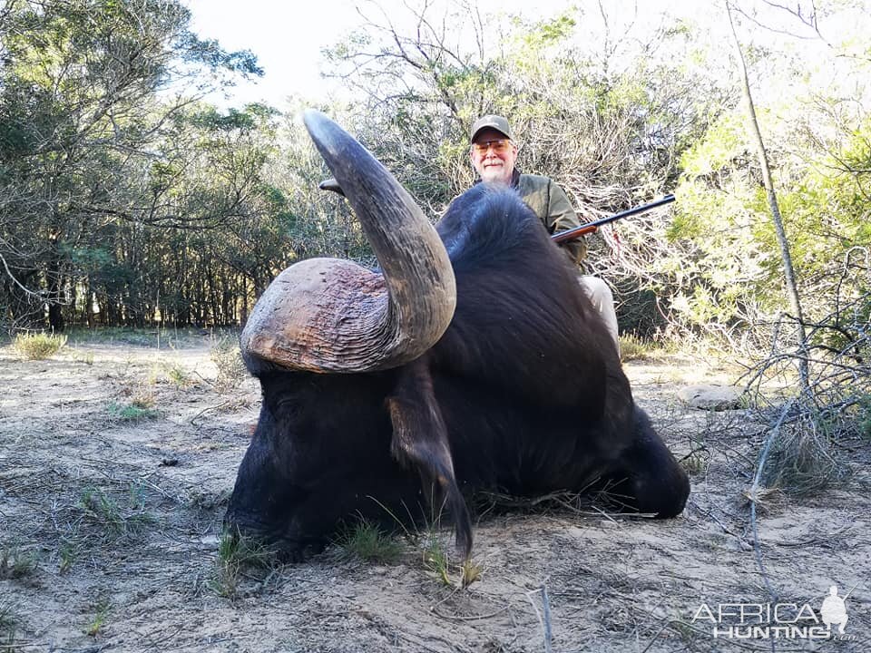 Cape Buffalo Hunt South Africa