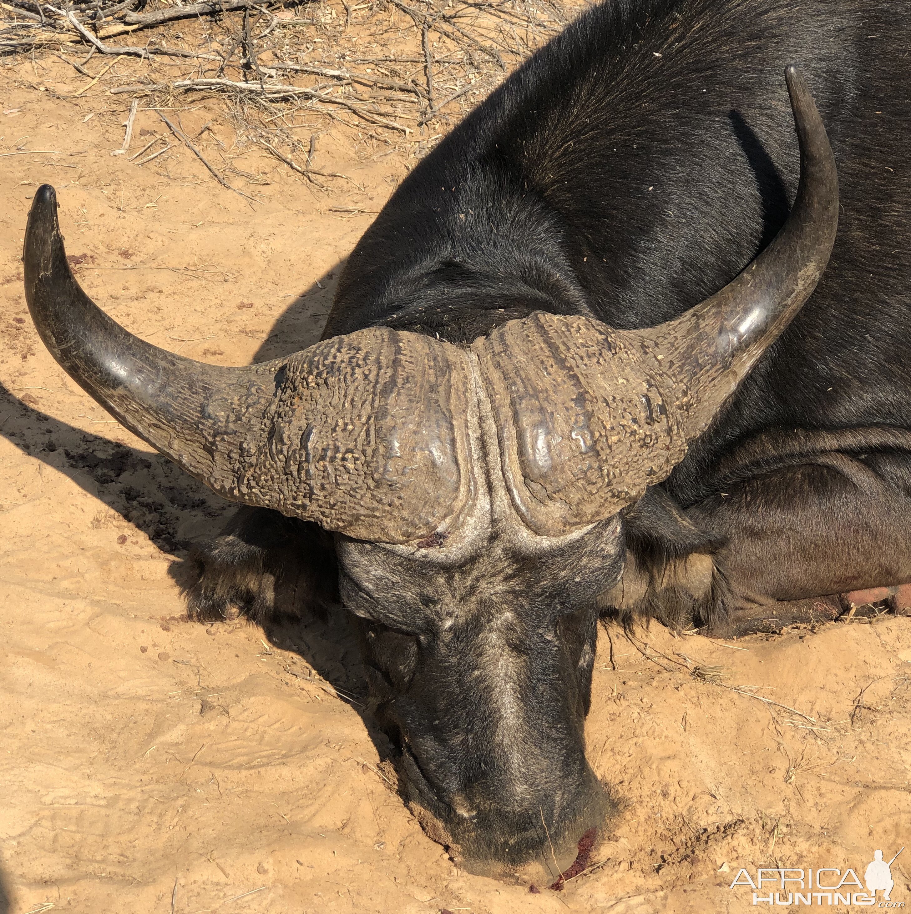 Cape Buffalo Hunt South Africa