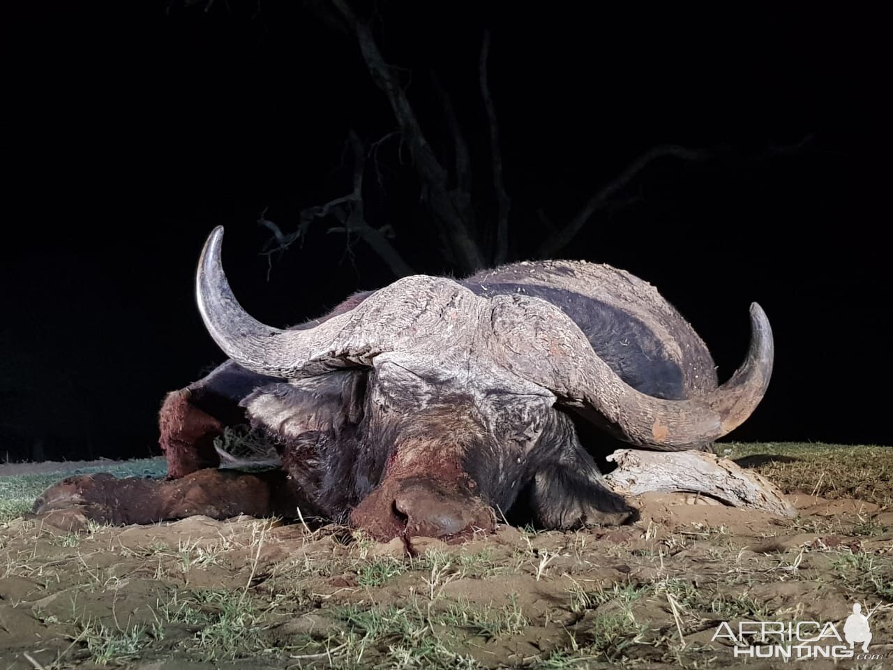 Cape Buffalo Hunt South Africa