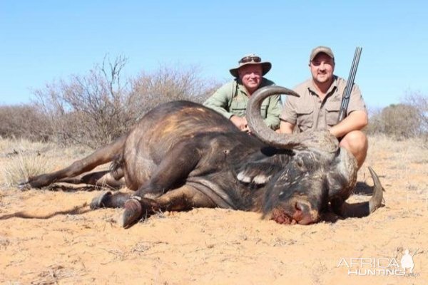 Cape Buffalo Hunt South Africa