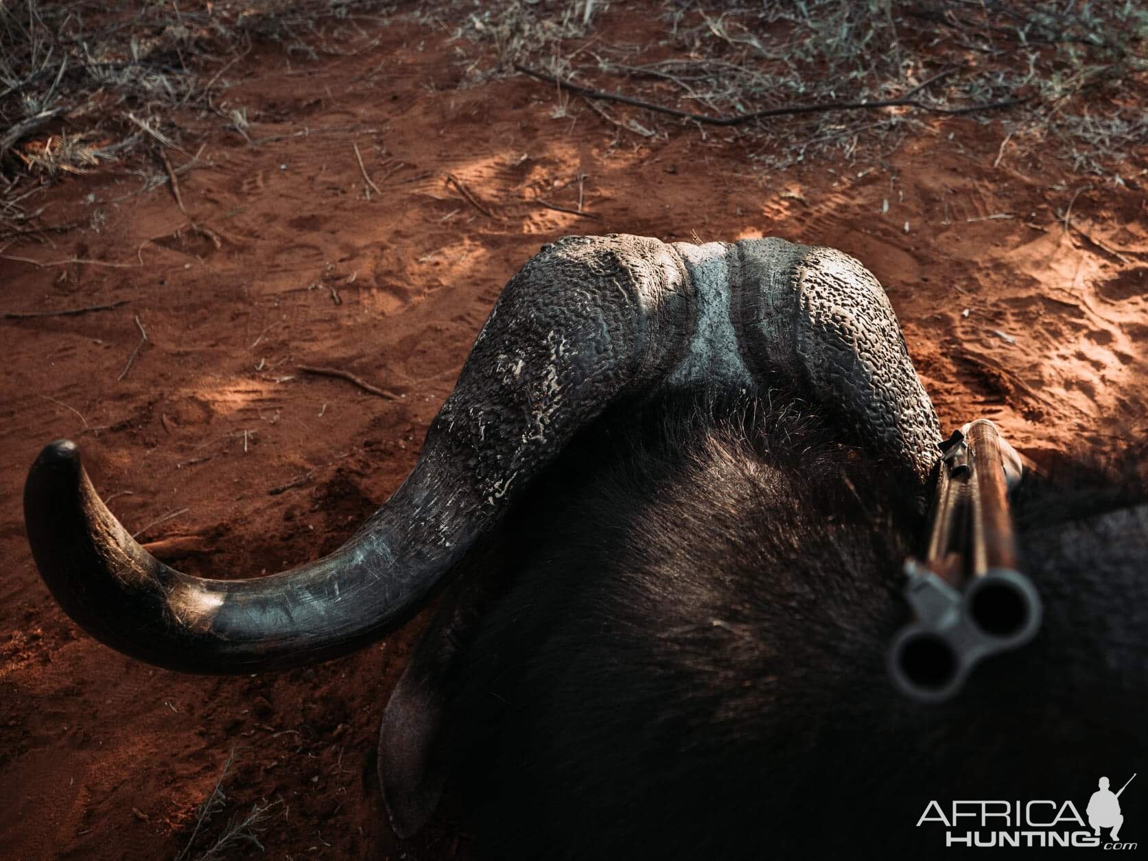 Cape Buffalo Hunt South Africa | AfricaHunting.com