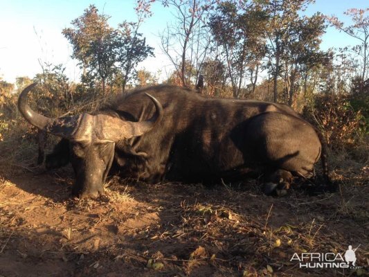 Cape Buffalo Hunt Zimbabwe | AfricaHunting.com