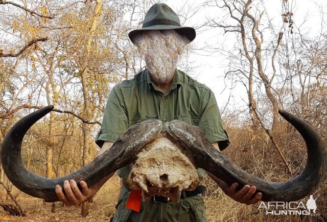 Cape Buffalo Hunt