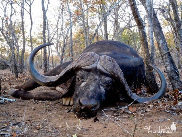 Cape Buffalo Hunt | AfricaHunting.com