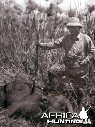 Cape Buffalo Hunt