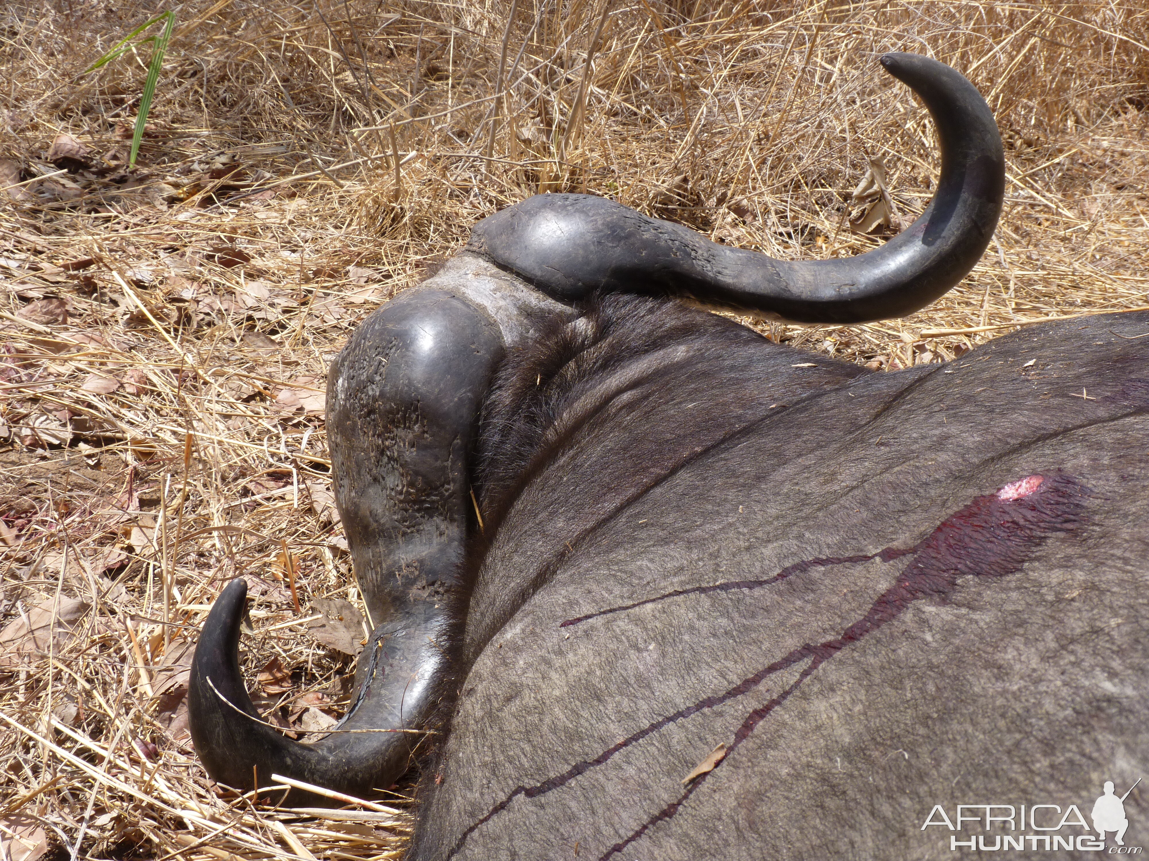 Cape Buffalo hunting in Tanzania