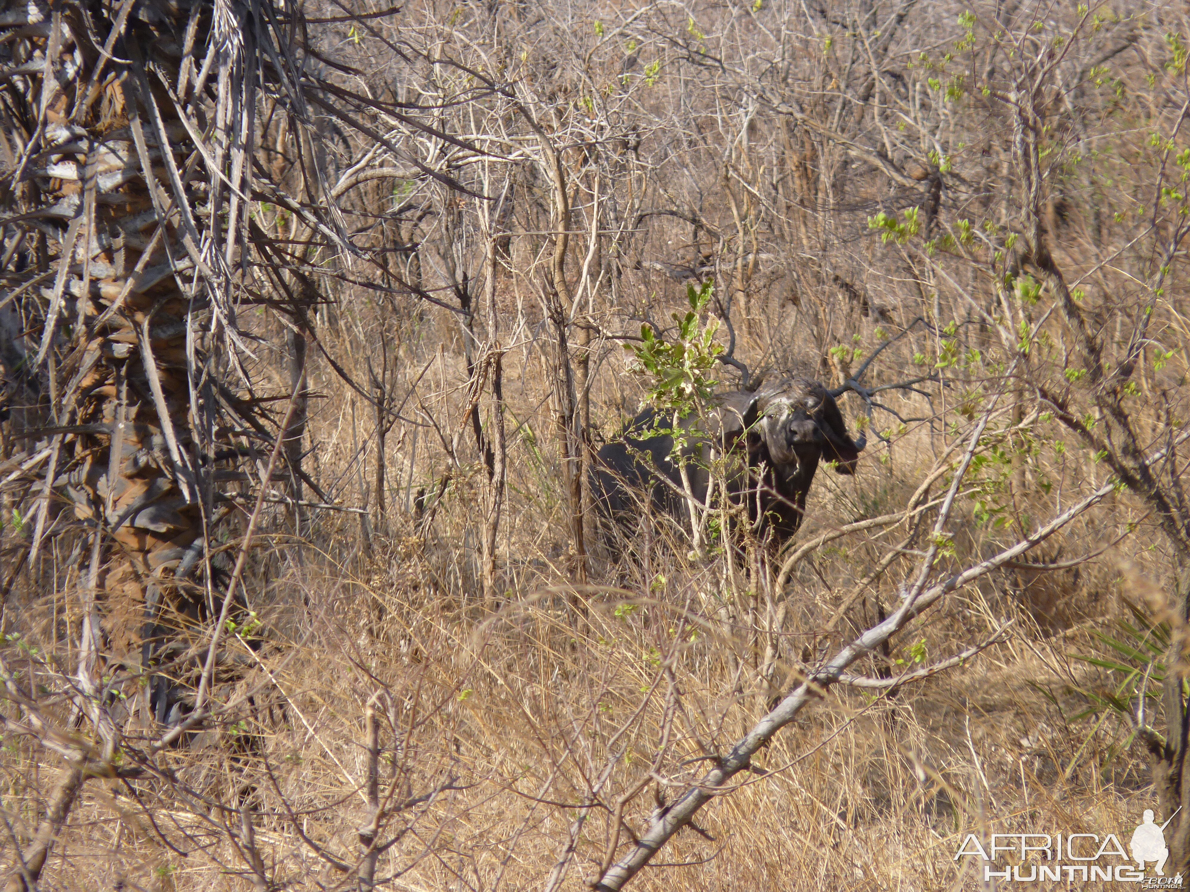 Cape Buffalo hunting in Tanzania