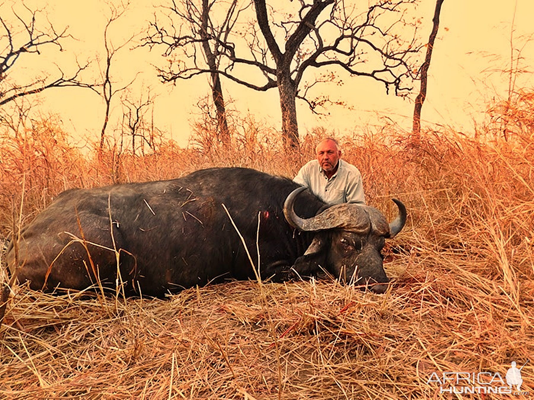 Cape Buffalo Hunting in Zambia | AfricaHunting.com