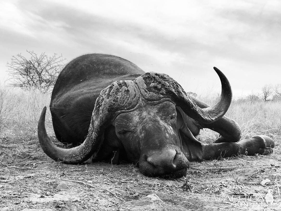 Cape Buffalo Hunting Mozambique