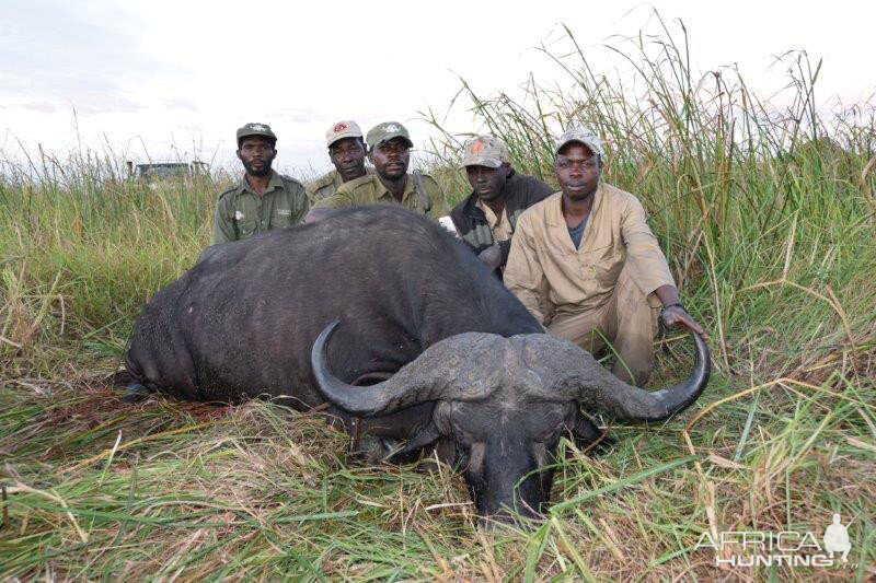 Cape Buffalo Hunting Mozambique