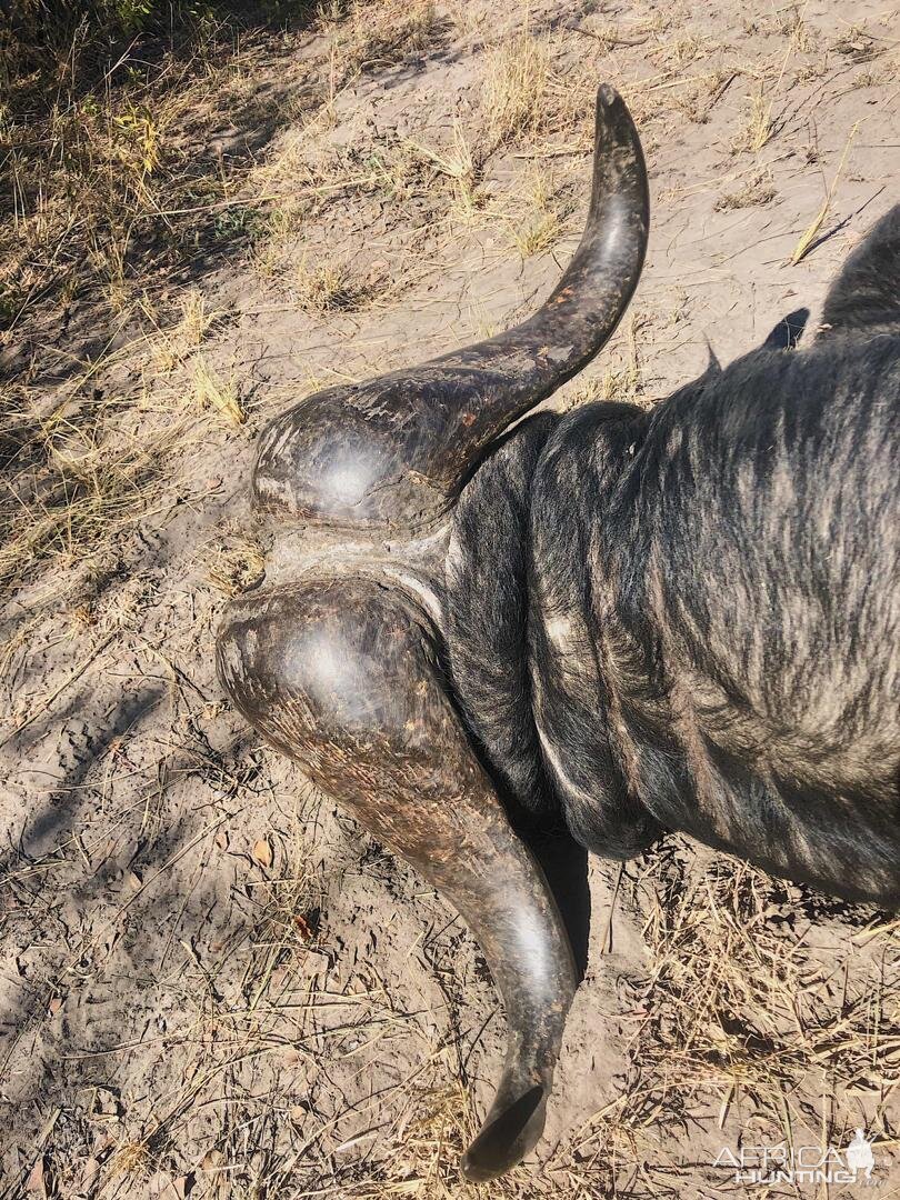 Cape Buffalo Hunting Namibia