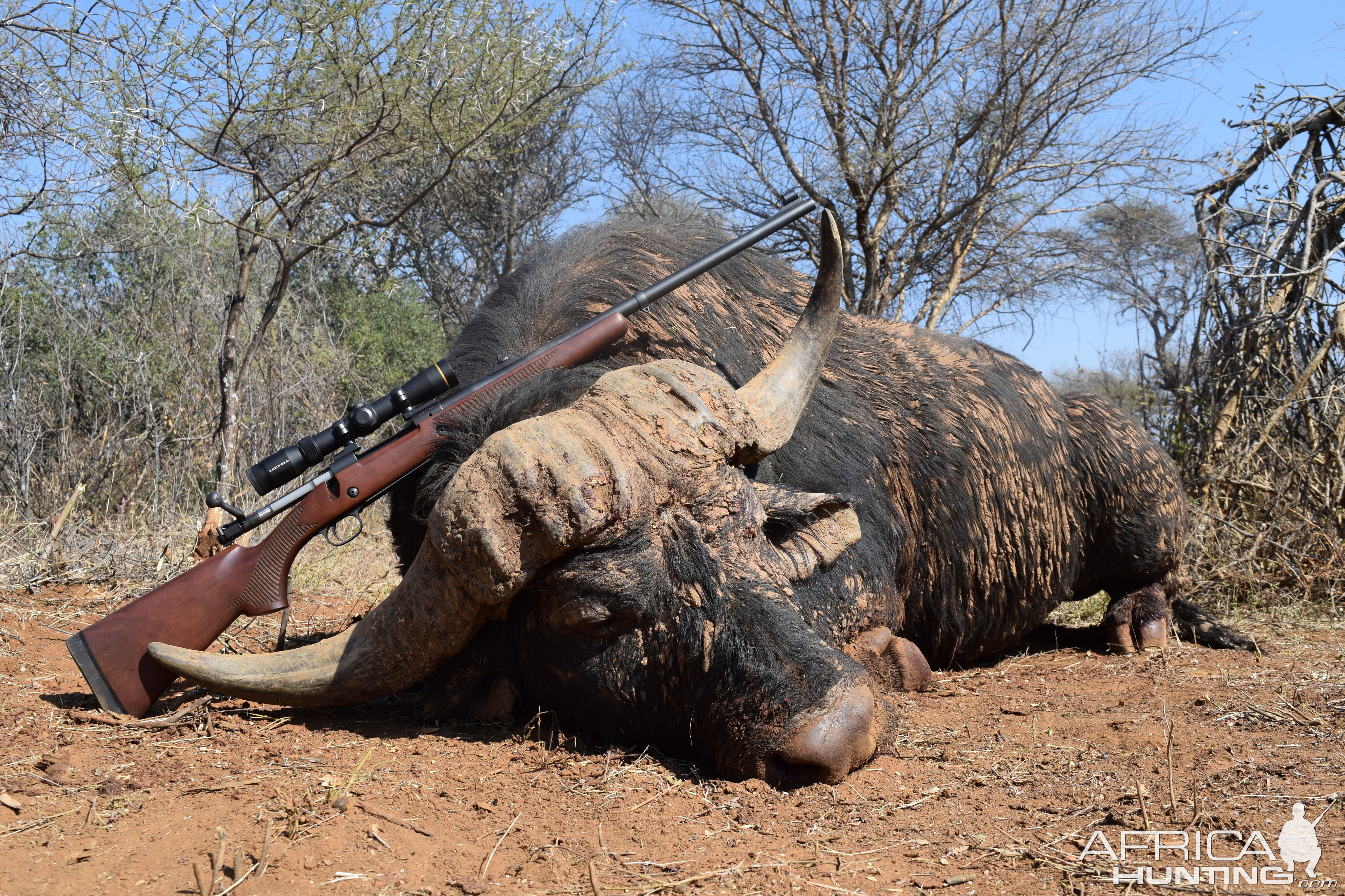 Cape Buffalo Hunting South Africa