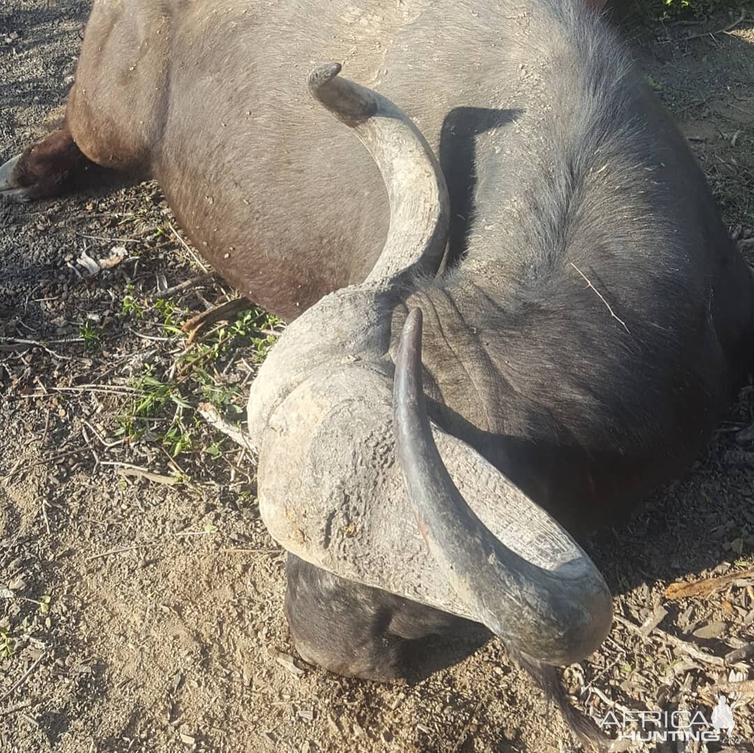 Cape Buffalo Hunting South Africa