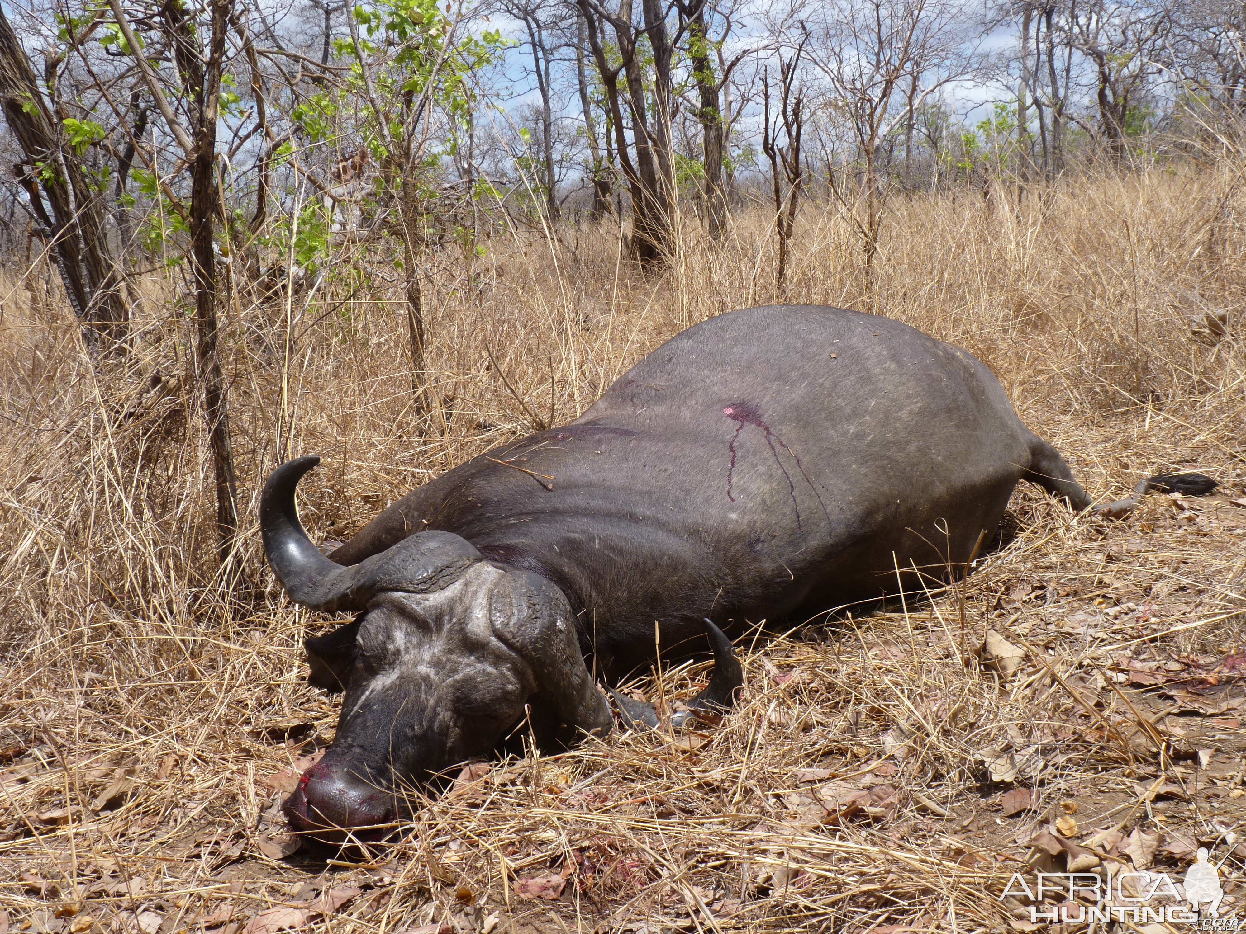 Cape Buffalo hunting Tanzania