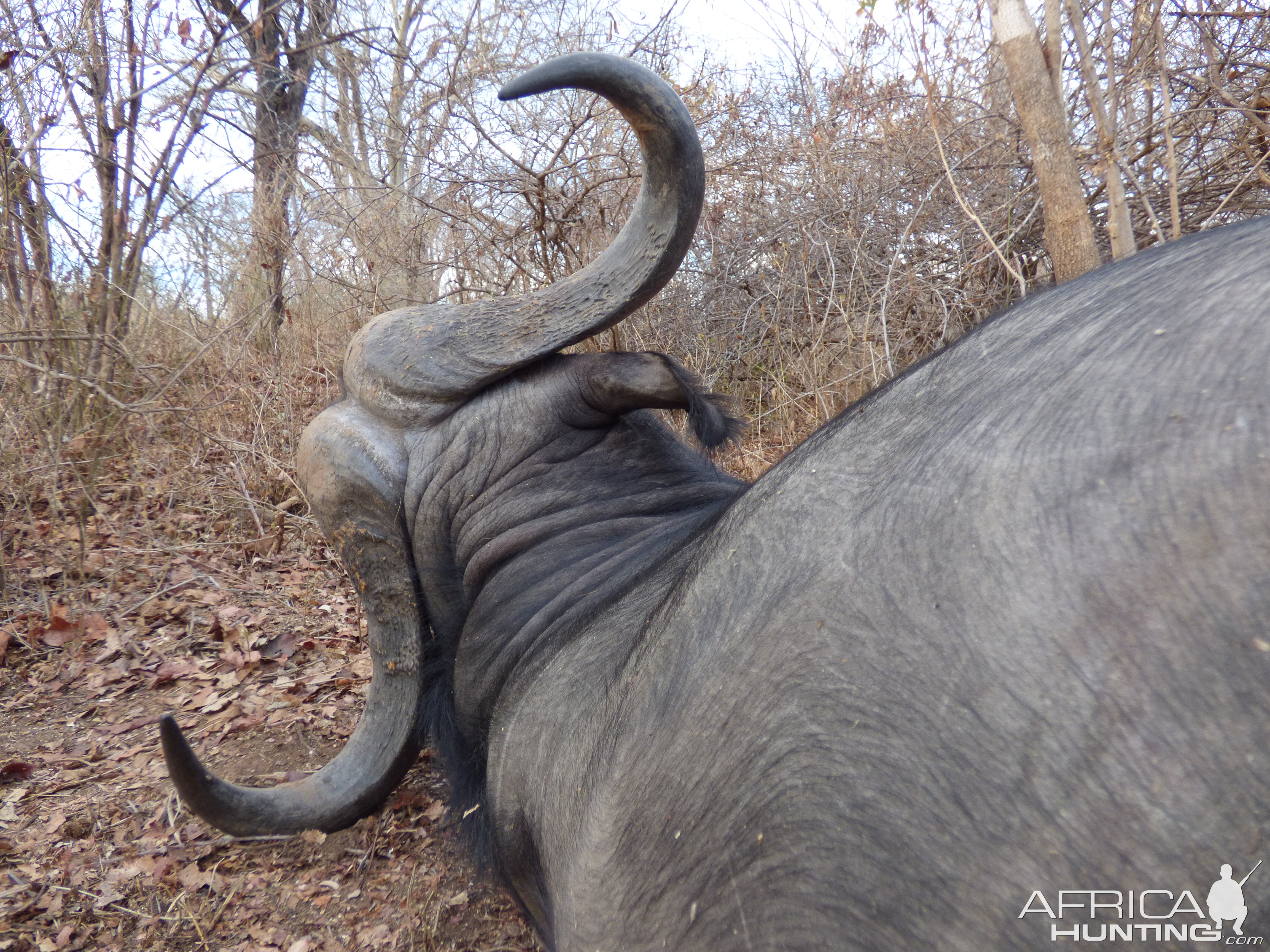 Cape Buffalo Hunting Zimbabwe