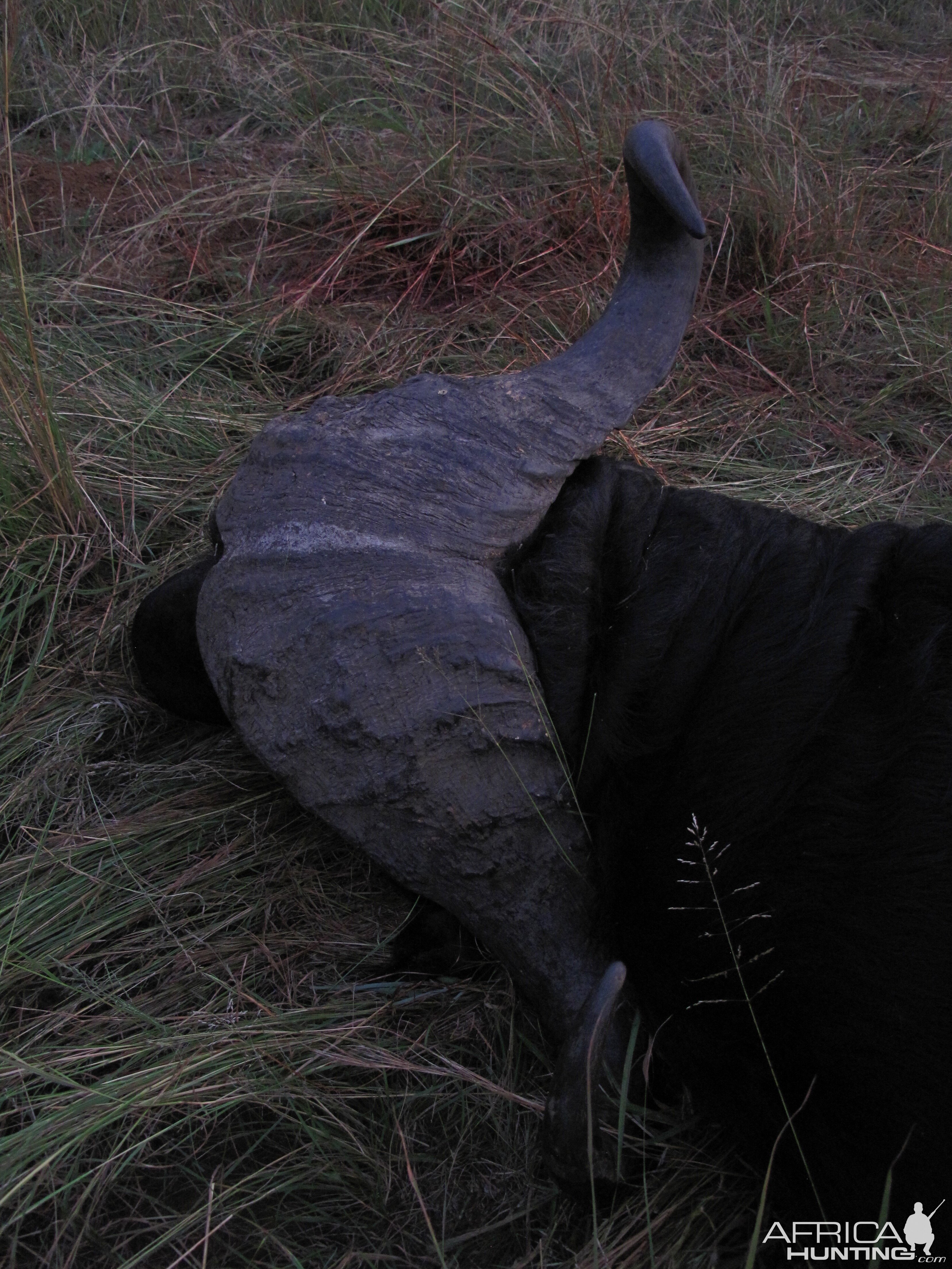 Cape Buffalo Hunting