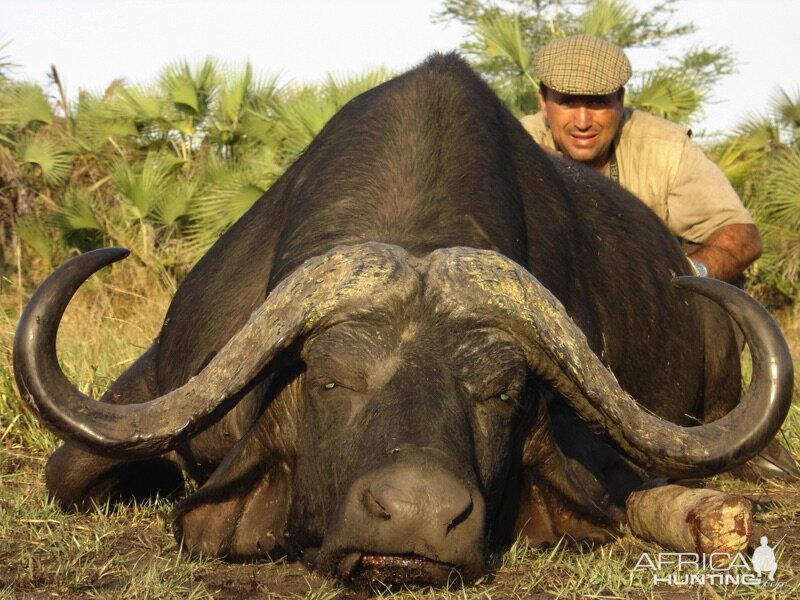 Cape Buffalo Hunting