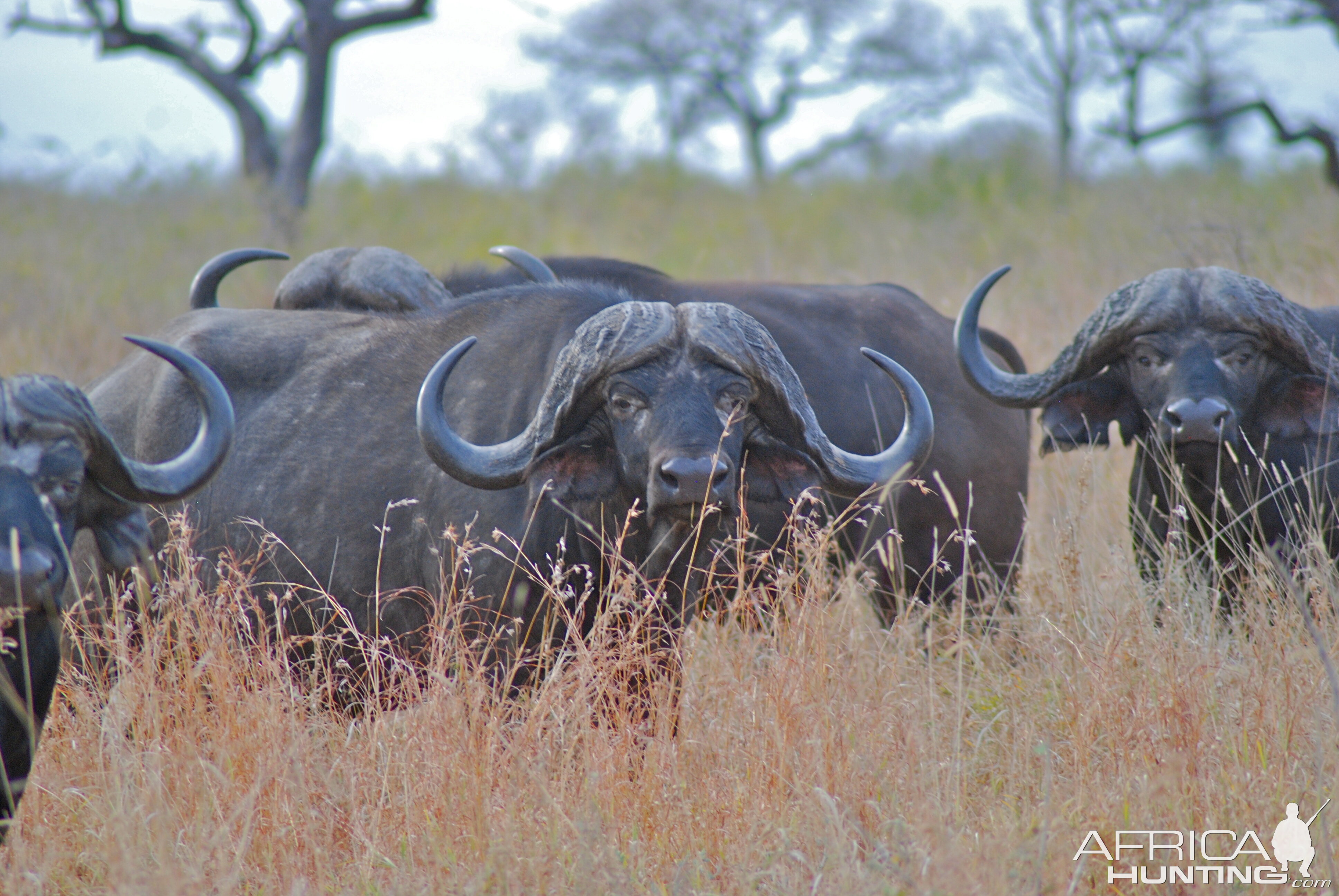 Cape Buffalo in Lebombo Mozambique