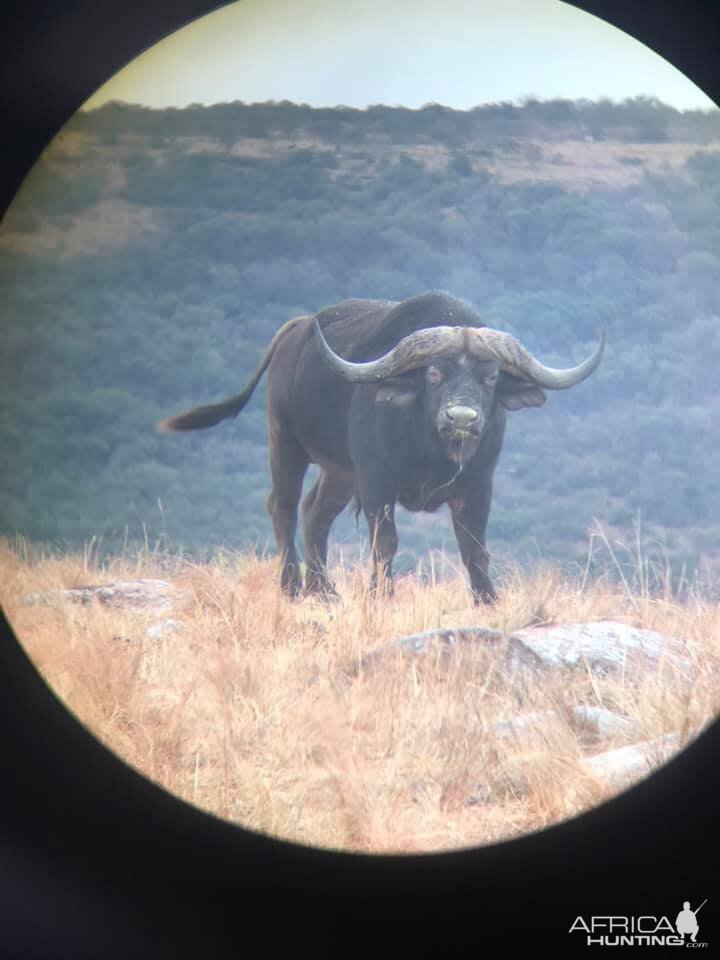 Cape Buffalo in scope