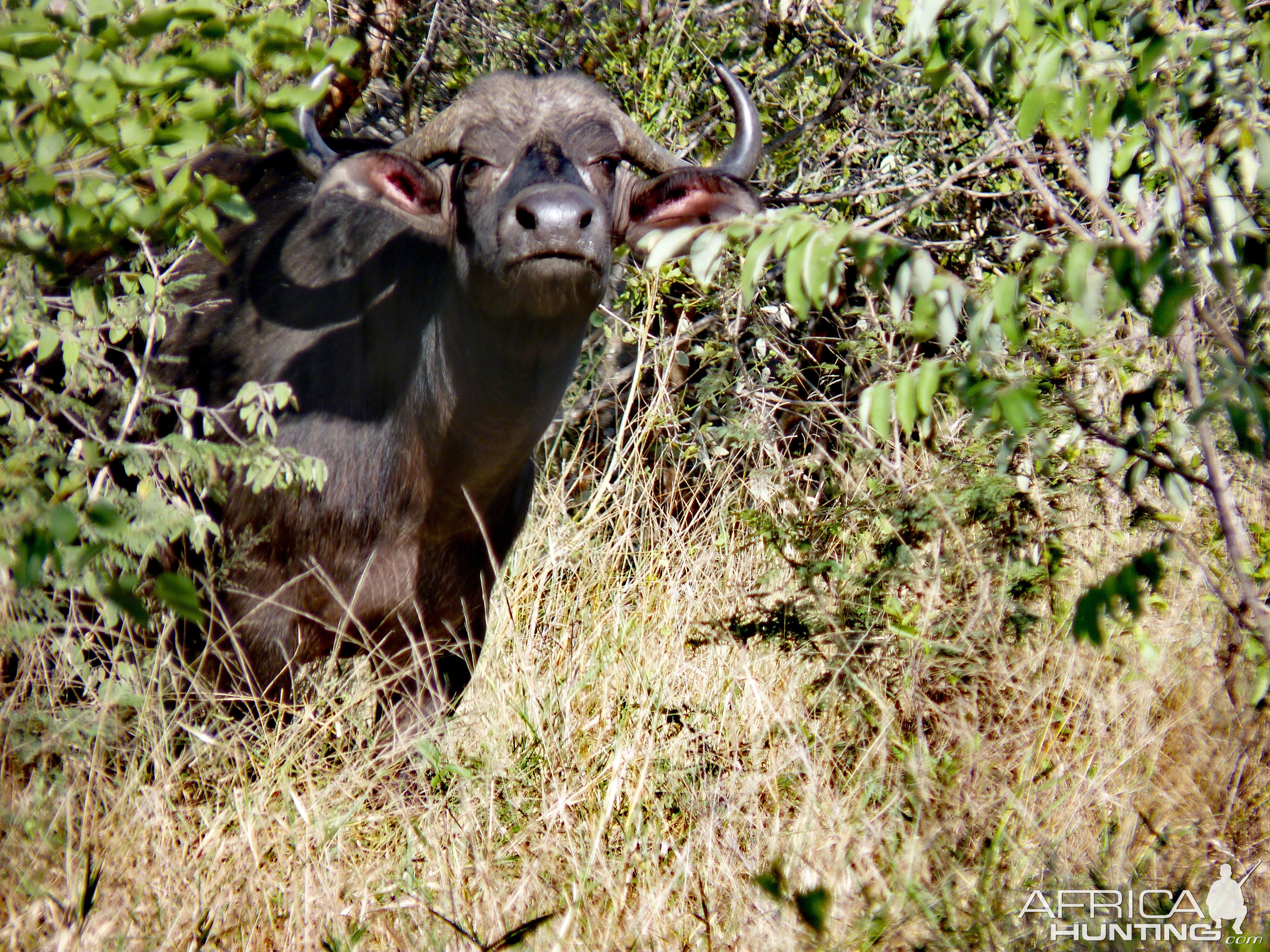 Cape Buffalo in South Africa