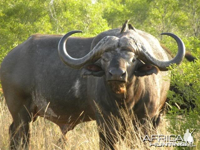 Cape Buffalo in South Africa