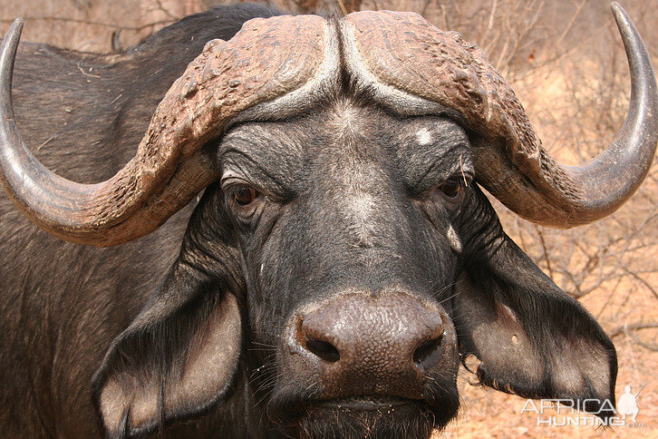 Cape Buffalo in South Africa