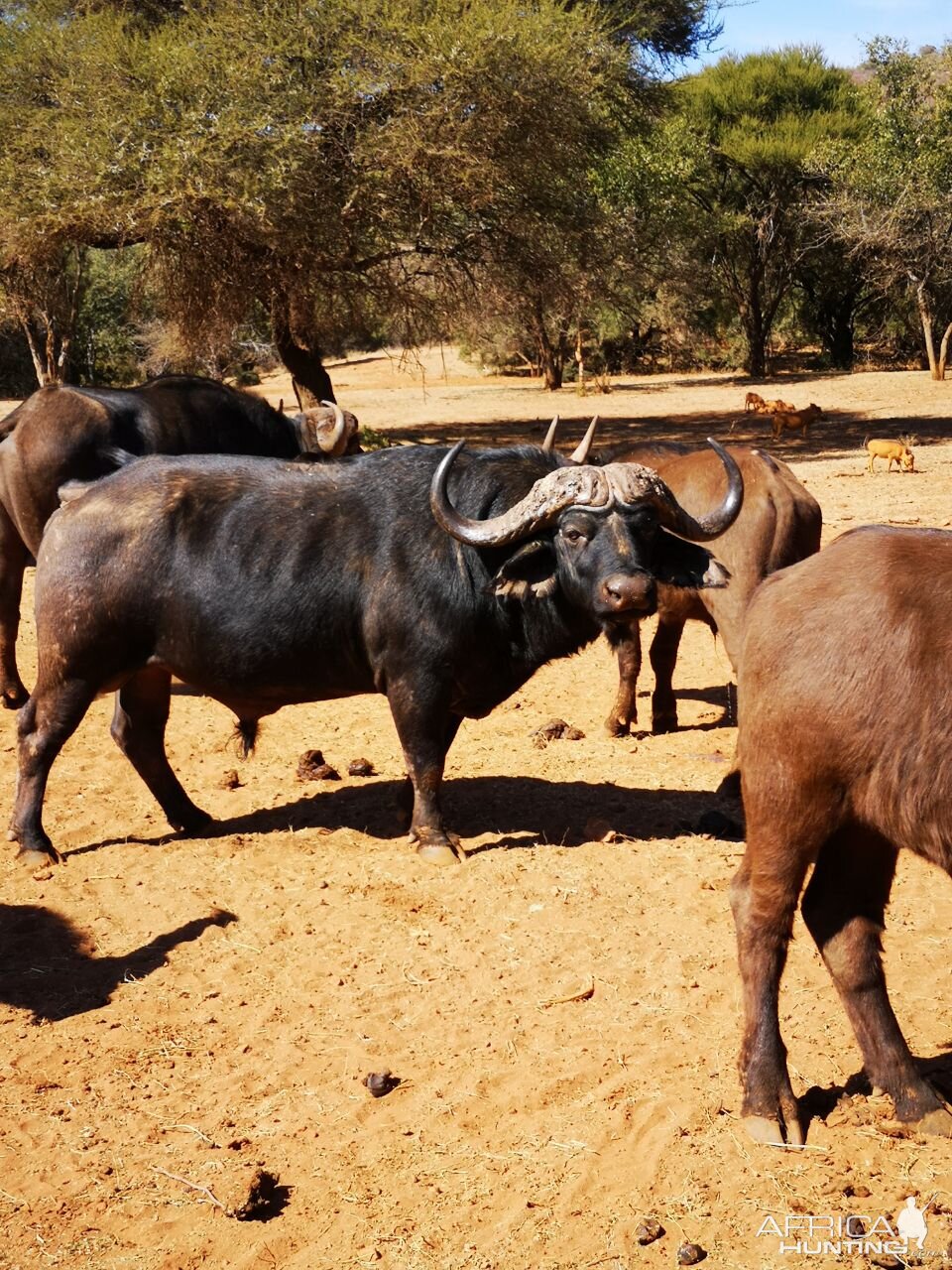 Cape Buffalo in South Africa