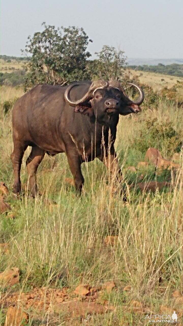 Cape Buffalo in South Africa