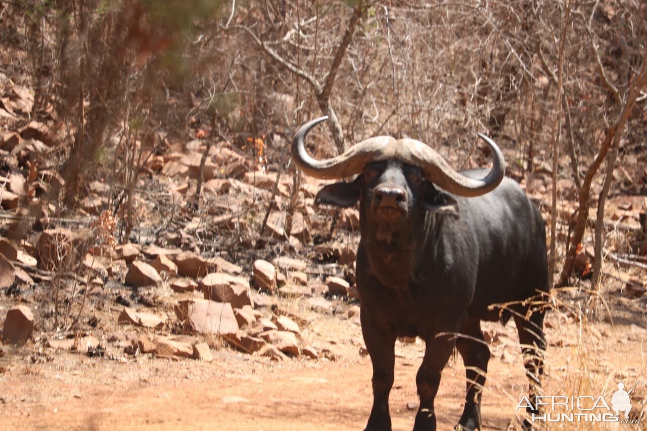 Cape Buffalo in South Africa