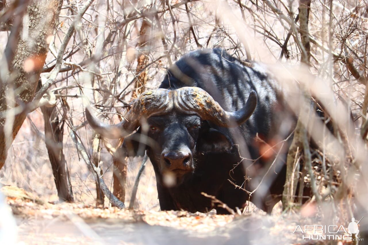 Cape Buffalo in South Africa