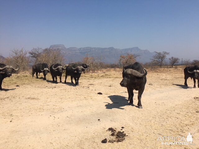 Cape Buffalo in South Africa