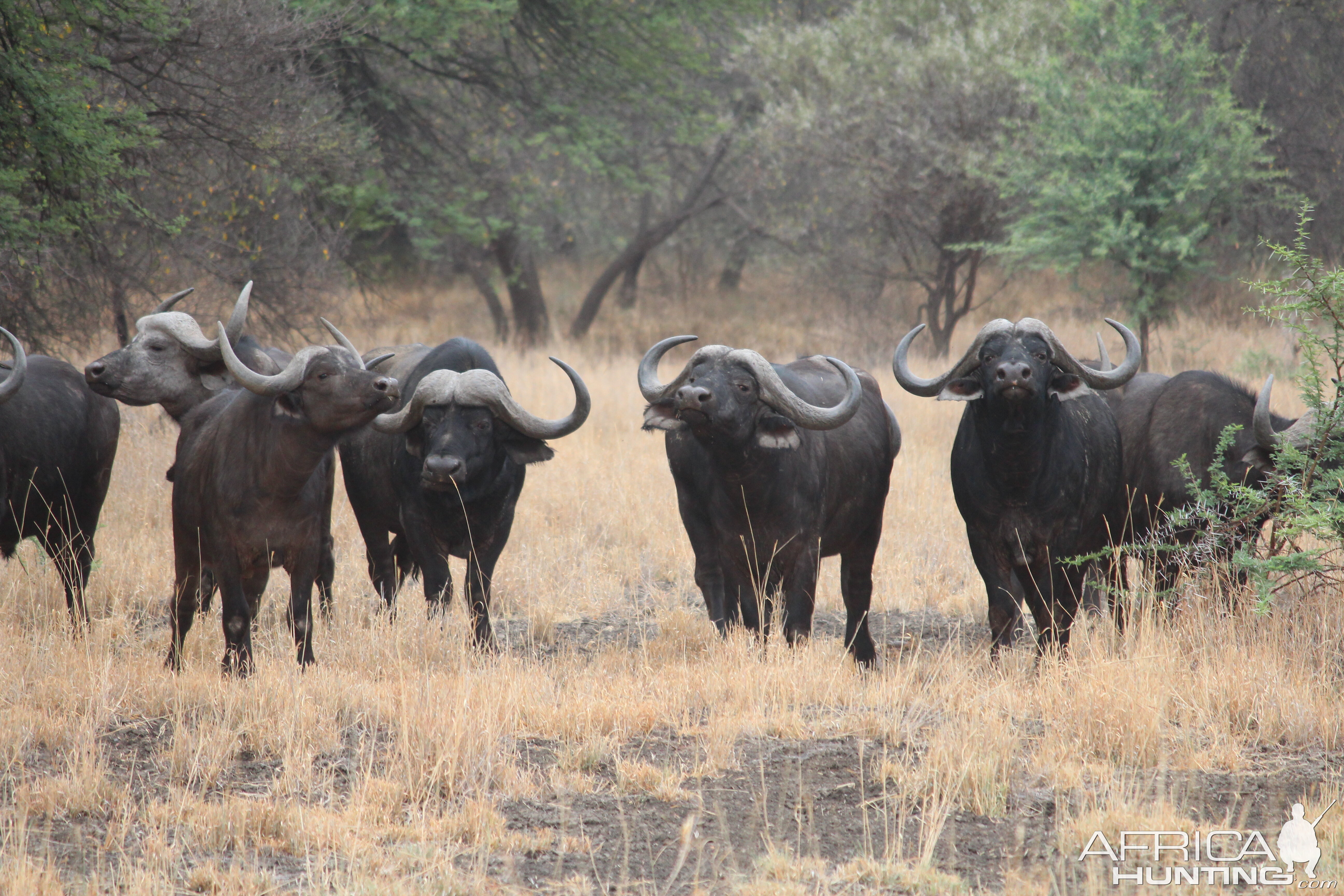 Cape Buffalo in South Africa